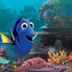 Dory in Finding Dory: All images courtesy of Walt Disney Company